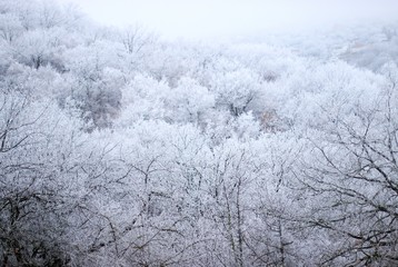 furry winter