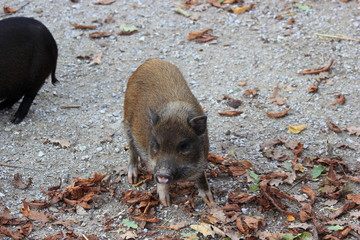 Hausschwein: Minischwein