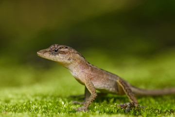 Dry forest anole on moss in the Carara National Park in Costa Rica