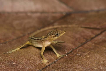 Dry forest anole on a dead leaf in the Carara National Park in Costa Rica