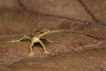 Dry forest anole on a dead leaf in the Carara National Park in Costa Rica