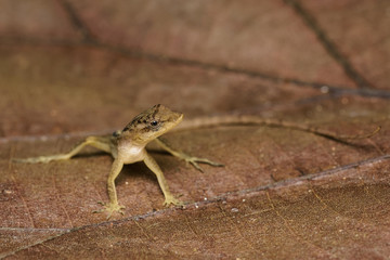 Dry forest anole on a dead leaf in the Carara National Park in Costa Rica