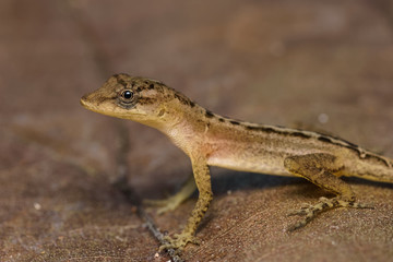Dry forest anole on a dead leaf in the Carara National Park in Costa Rica