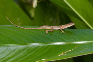 Dry forest anole on a green leaf in the Carara National Park in Costa Rica