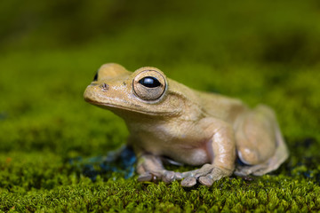 Cross banded tree frog on moss in the Carara National Park in Costa Rica