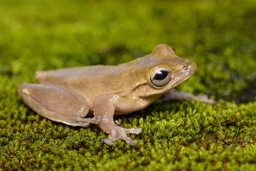 Cross banded tree frog on moss in the Carara National Park in Costa Rica