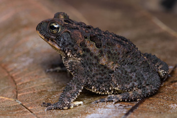 Costa Rican gland toad on a dead leaf in the Carara National Park in Costa Rica