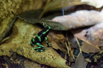Dendrobates auratus between leaf litter in the Carara National Park in Costa Rica