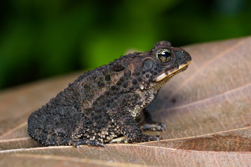 Costa Rican gland toad on a dead leaf in the Carara National Park in Costa Rica