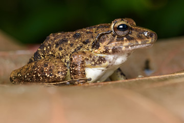 Common rain frog on a dead leaf in the Carara National Park in Costa Rica