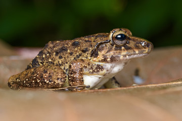 Common rain frog on a dead leaf in the Carara National Park in Costa Rica