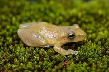 Scinax staufferi on moss in the Carara National Park in Costa Rica