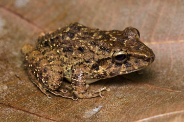 Common rain frog on a dead leaf in the Carara National Park in Costa Rica