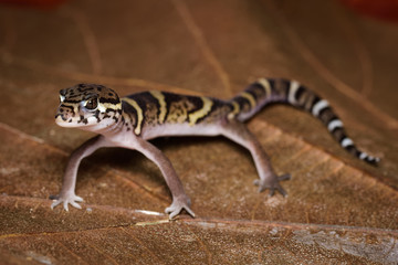 Central american banded gecko on a dead leaf in the Carara National Park in Costa Rica