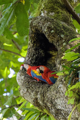 A pair of wild scarlet macaws in their nest in an old cashew tree in the Carara National Park in Costa Rica