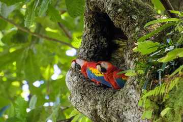 A pair of wild scarlet macaws in their nest in an old cashew tree in the Carara National Park in...