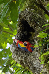 A pair of wild scarlet macaws in their nest in an old cashew tree in the Carara National Park in Costa Rica