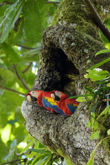 A pair of wild scarlet macaws in their nest in an old cashew tree in the Carara National Park in Costa Rica