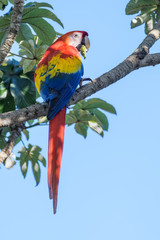 Wild scarlet macaw eating almonds in a tree in the Carara National Park in Costa Rica