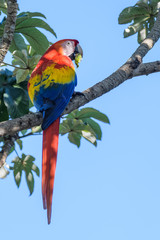 Wild scarlet macaw eating almonds in a tree in the Carara National Park in Costa Rica