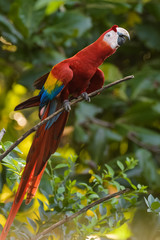 Wild scarlet macaw in a tree in the Carara National Park in Costa Rica