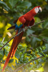 Wild scarlet macaw in a tree in the Carara National Park in Costa Rica