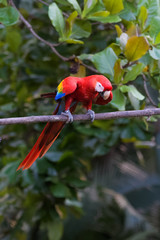 Wild scarlet macaw in a tree in the Carara National Park in Costa Rica