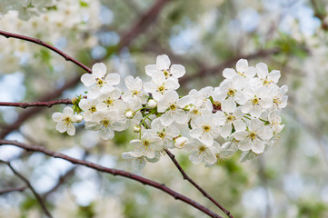 Cherry flowers frame