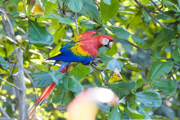 Wild scarlet macaw in a tree in the Carara National Park in Costa Rica