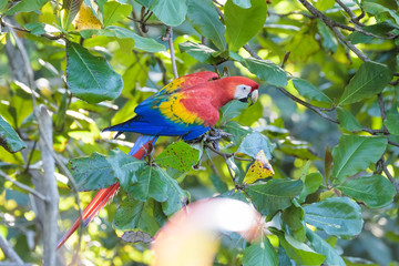 Wild scarlet macaw in a tree in the Carara National Park in Costa Rica
