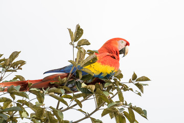 Wild scarlet macaw on top of a tree in the Carara National Park in Costa Rica