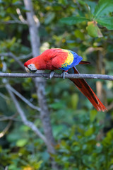 Wild scarlet macaw in a tree in the Carara National Park in Costa Rica