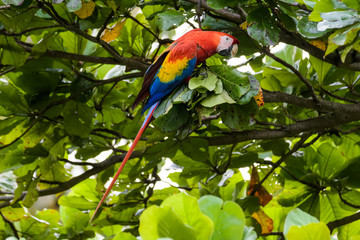 Wild scarlet macaw eating almonds in an almond tree in the Carara National Park in Costa Rica