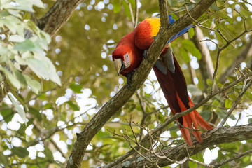 Wild scarlet macaw in a tree in the Carara National Park in Costa Rica