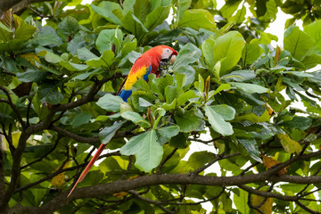 Wild scarlet macaw eating almonds in an almond tree in the Carara National Park in Costa Rica