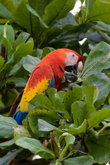 Wild scarlet macaw eating almonds in an almond tree in the Carara National Park in Costa Rica
