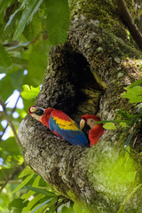 A pair of wild scarlet macaws in their nest in an old cashew tree in the Carara National Park in Costa Rica