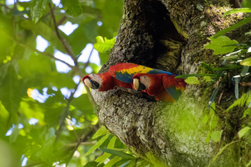 A pair of wild scarlet macaws in their nest in an old cashew tree in the Carara National Park in Costa Rica