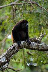 Wild mantled howler monkey in the rainforest of Carara National Park in Costa Rica
