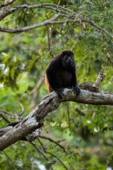 Wild mantled howler monkey in the rainforest of Carara National Park in Costa Rica