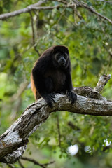 Wild mantled howler monkey in the rainforest of Carara National Park in Costa Rica