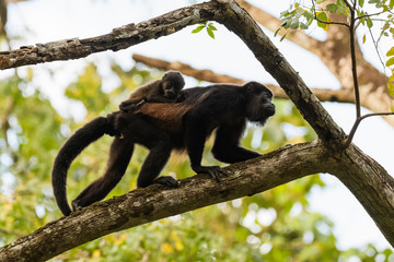 Wild mantled howler monkey in the rainforest of Carara National Park in Costa Rica