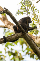 Wild mantled howler monkey in the rainforest of Carara National Park in Costa Rica