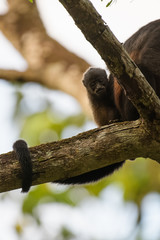 Wild mantled howler monkey in the rainforest of Carara National Park in Costa Rica