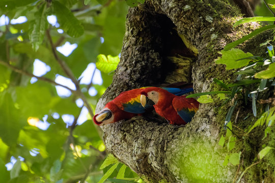 A pair of wild scarlet macaws in their nest in an old cashew tree in the Carara National Park in Costa Rica