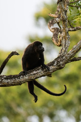 Wild mantled howler monkey in the rainforest of Carara National Park in Costa Rica