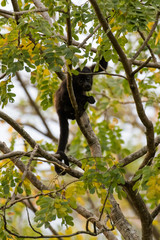 Wild mantled howler monkey in the rainforest of Carara National Park in Costa Rica