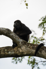 Wild mantled howler monkey in the rainforest of Carara National Park in Costa Rica