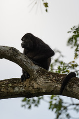 Wild mantled howler monkey in the rainforest of Carara National Park in Costa Rica