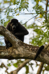 Wild mantled howler monkey in the rainforest of Carara National Park in Costa Rica